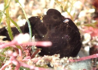 irokaeru250214-y01bk.jpg