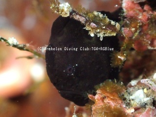 irokaeru250215-y.jpg