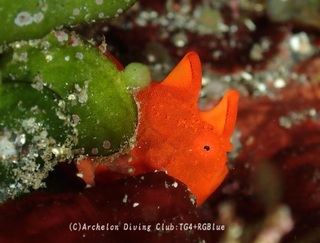 irokaeru250216-s.jpg