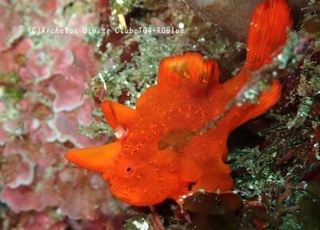 irokaeru250320-y02.jpg