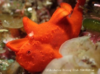 irokaeru250407-y.jpg