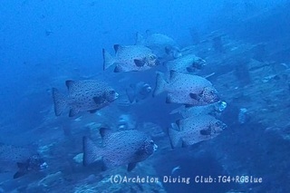 ishigaki231203-y.jpg