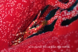isobana250324-y.jpg