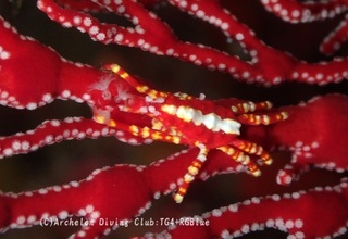 isobanagani241205-y.jpg