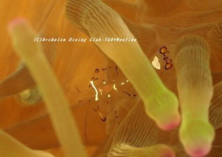 isoginchaku230807-zomi.jpg