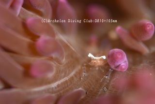 isoginchaku240411-n.jpg