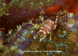 isoginchakumodoki190708.jpg