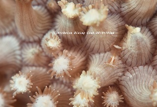 isoginebi200901.jpg
