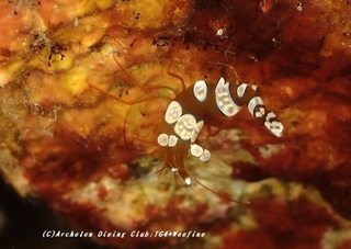 isoginmoebi230809-k.jpg