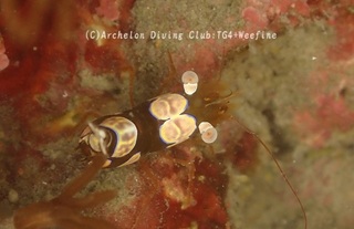 isoginmoebi231217-k.jpg