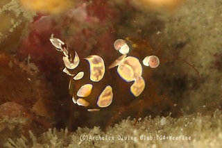isoginmoebi240422-k.jpg
