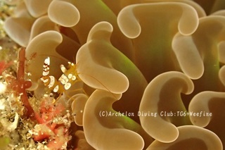 isoginmoebi240710-tare.jpg