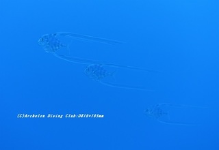 itohikiaji210114-ya.jpg