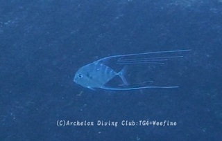 itohikiaji231220-y.jpg