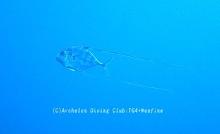 itohikiaji240331-y.jpg