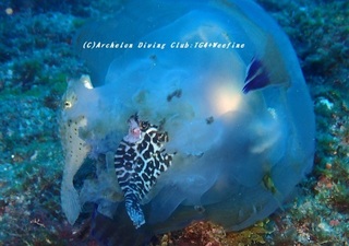 jelly230804-ide.jpg