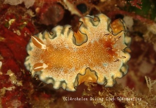 jibogasp231116-y.jpg