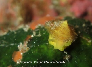 jingasa190416-t.jpg