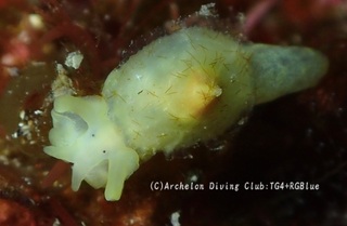 jingasa250401-y.jpg