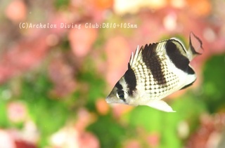 kagamichou240820-n.jpg