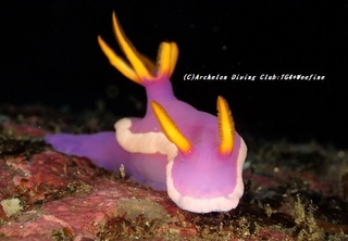 kaguya201108.jpg