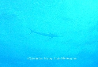 kajiki231229-y01.jpg