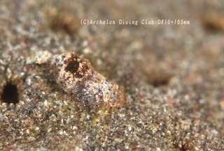 kakuremo231219-n.jpg