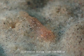 kakuremo241029-y.jpg