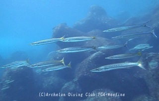 kamasu231213-y.jpg