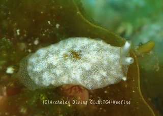 kamenoko240529-s.jpg