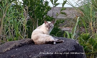 kamineko230815-k.jpg