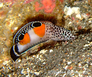 カンムリベラ幼魚