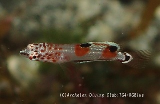 kanmuri250110-s.jpg