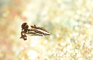 kanokobera231012-n.jpg