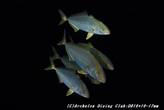 kanpa190604-05hot.jpg