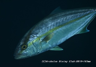kanpa191225.jpg