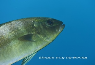kanpa200105.jpg