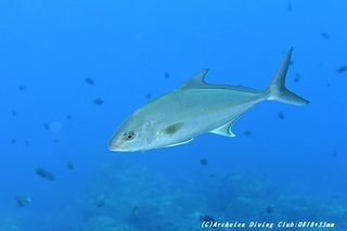 kanpa200601-01.jpg