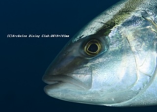 kanpa201109.jpg