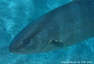 kanpa201112.jpg