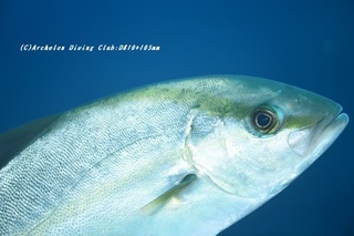 kanpa210122-ya.jpg