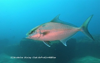 kanpa210510-ya.jpg