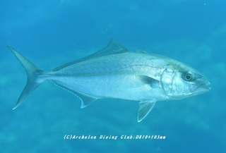 kanpa230628-kyo.jpg