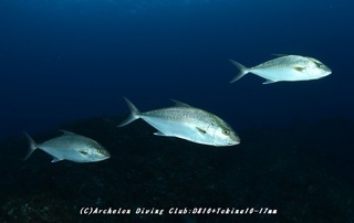 kanpa230903-suzu03.jpg