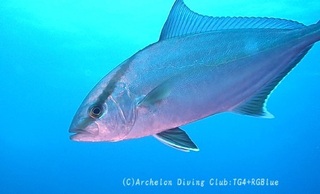 kanpa231218-y.jpg