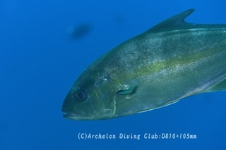 kanpa2400611-ny.jpg