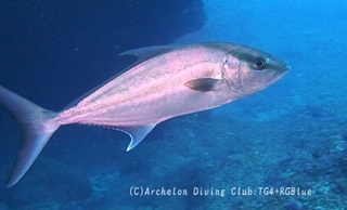 kanpa240221-y.jpg