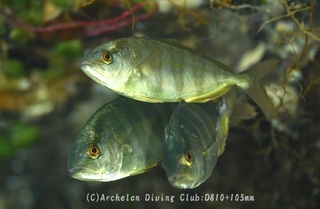 kanpa240509-y02.jpg