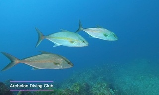 kanpa241113-yaenaz.jpg