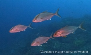 kanpa241213-n02.jpg